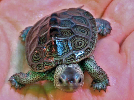 Terrapin Attack – What You Should Know